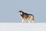 SIBERIAN HUSKY 210